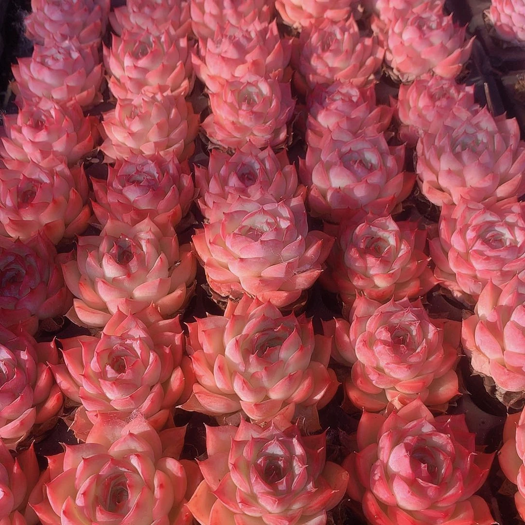 三颗侧影45678900000000