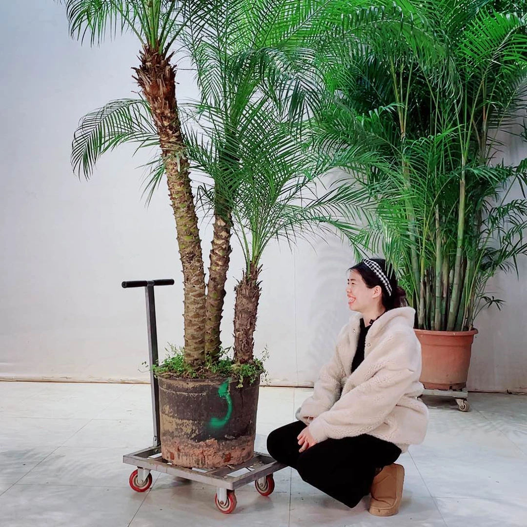 牛**31123467778888888888