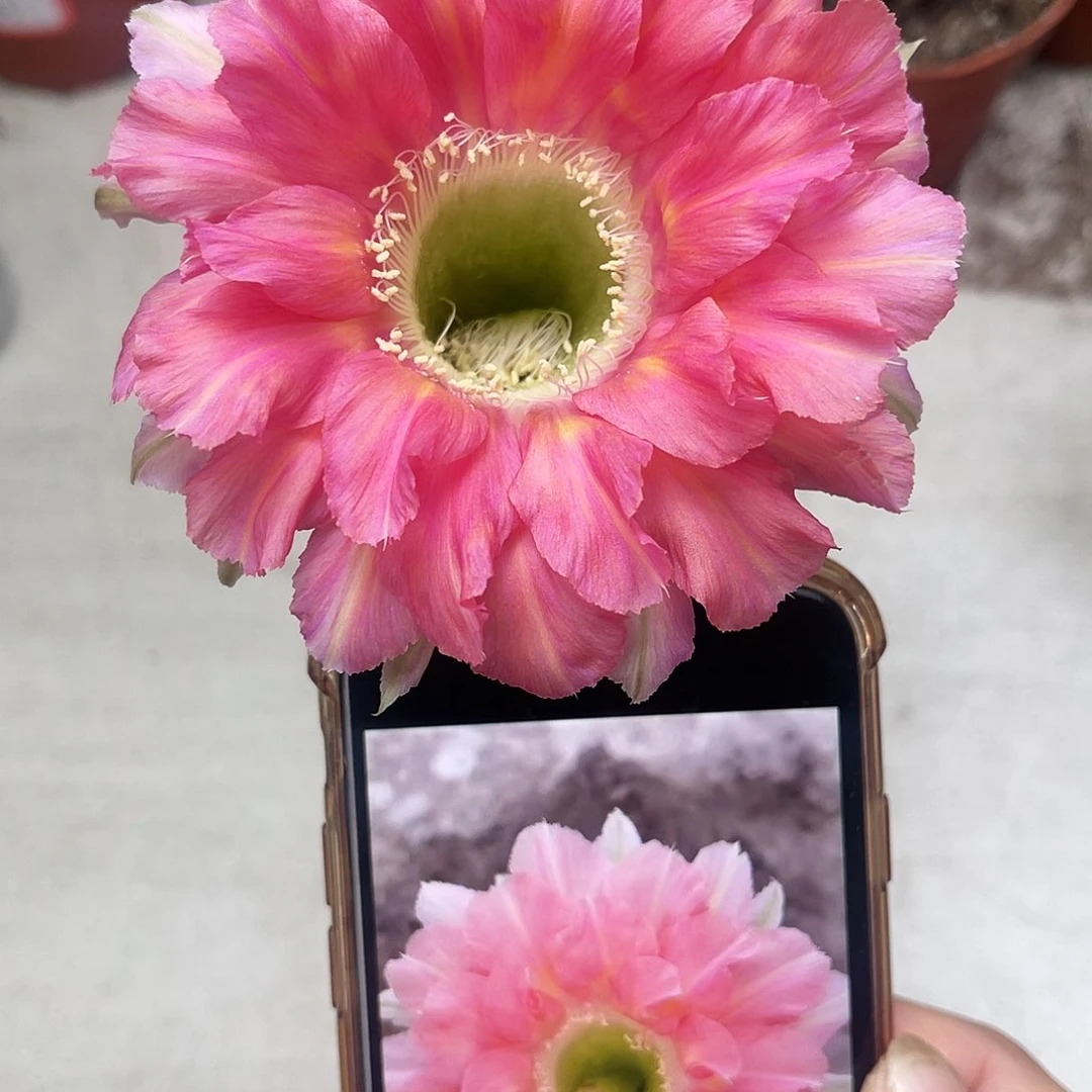 金刚新品侧芽5公分左右