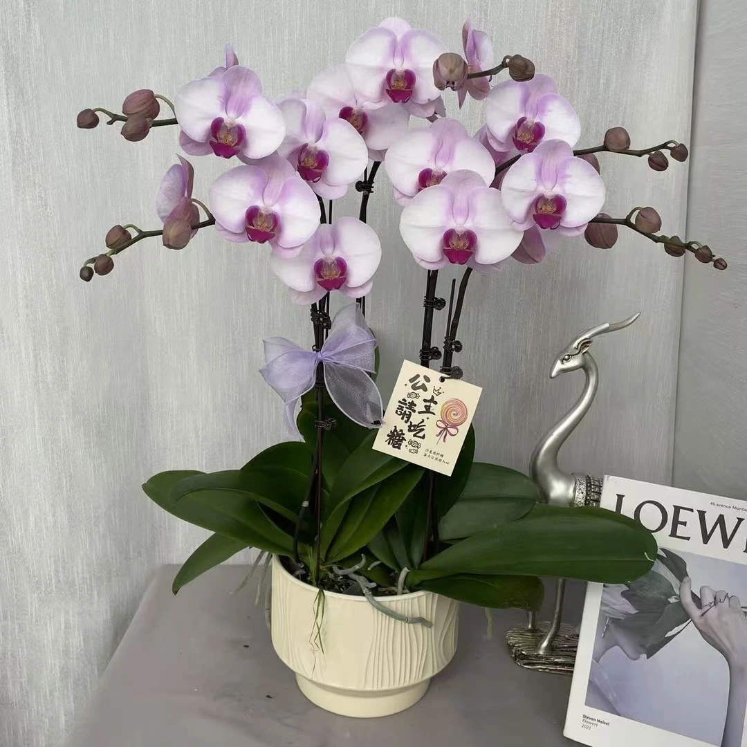《西滨哈尼》3.0加高寸杯精品蝴蝶兰  轻奢高级 室内花花