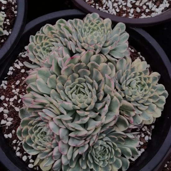 梦幻玫瑰白覆轮锦群