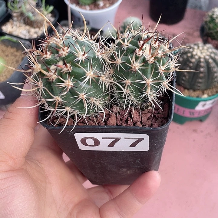 077实生钢钉仙人球双头