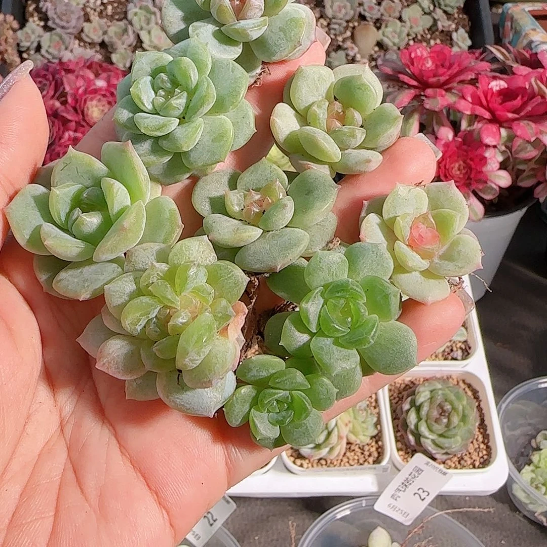 0625,-,-29糖心珍妮