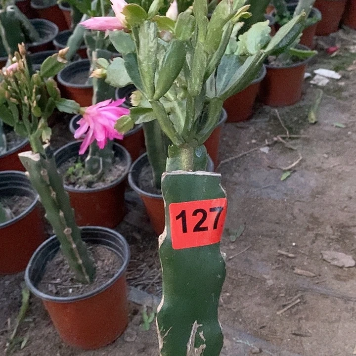 无花朵不***甜瑕疵苗038/127号柱有疤新疆不包邮