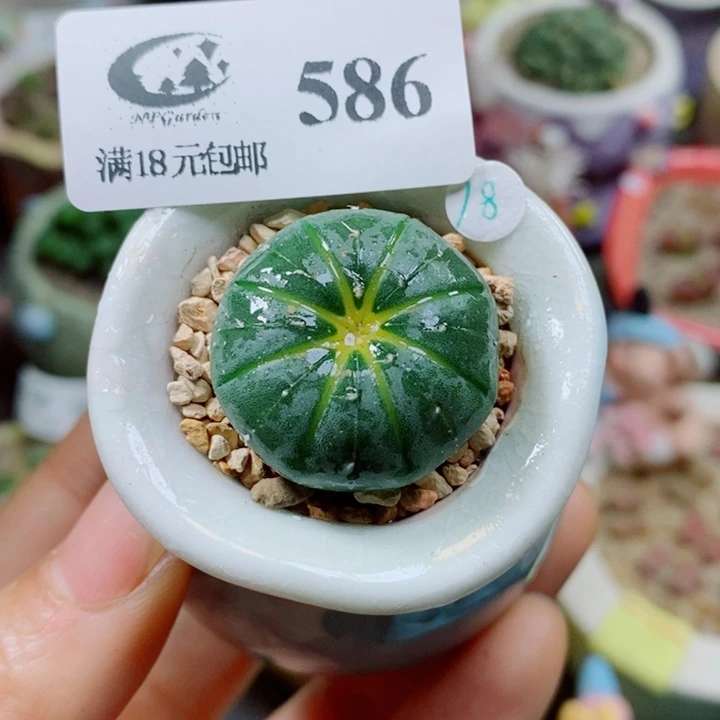 生石花花花花花花586