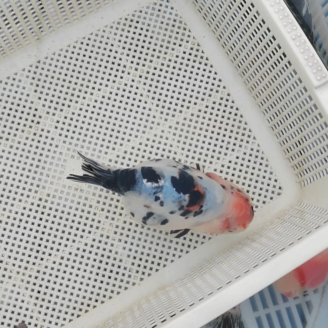 海水鱼兰寿精选观赏鱼冷水