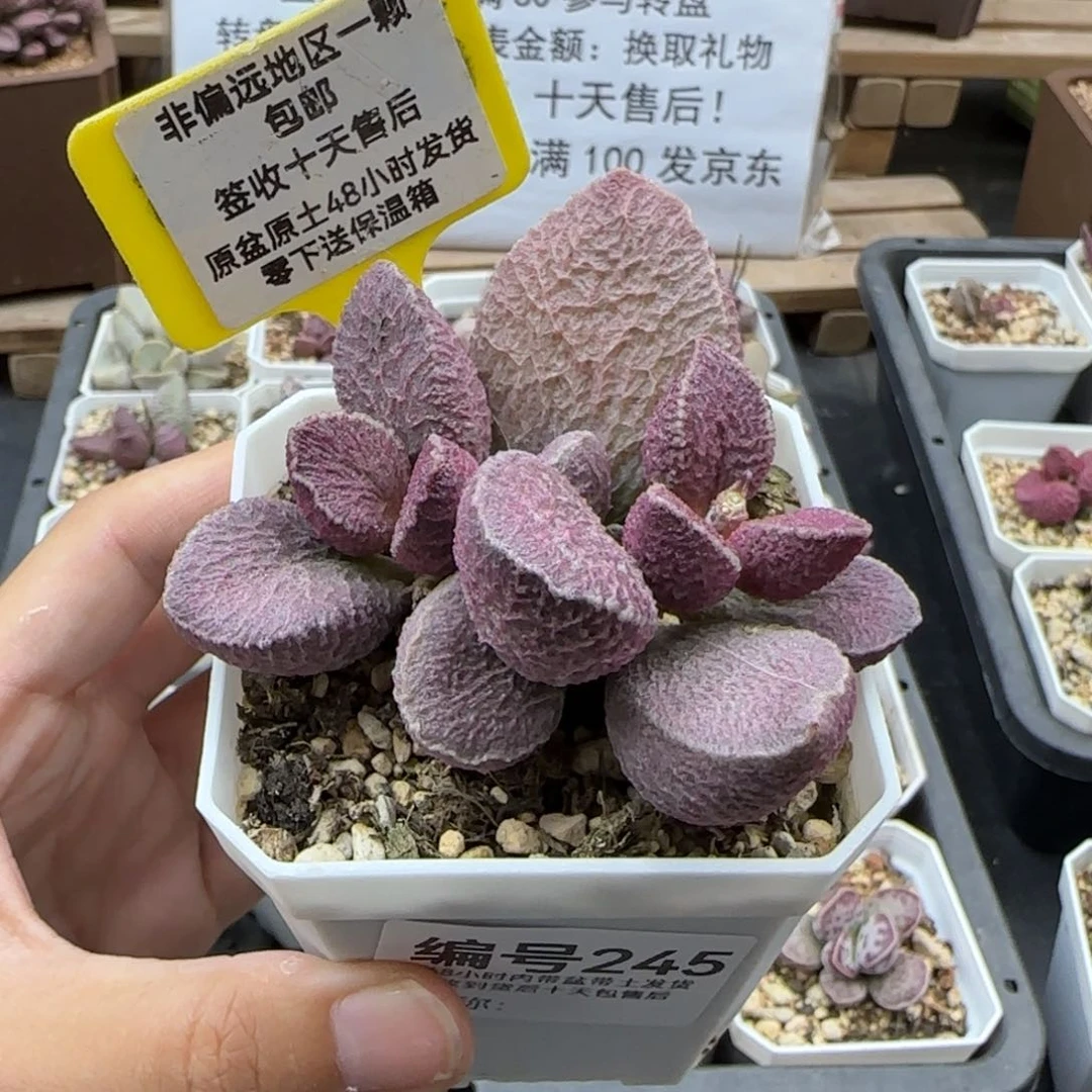 245哈莫猪肝多肉