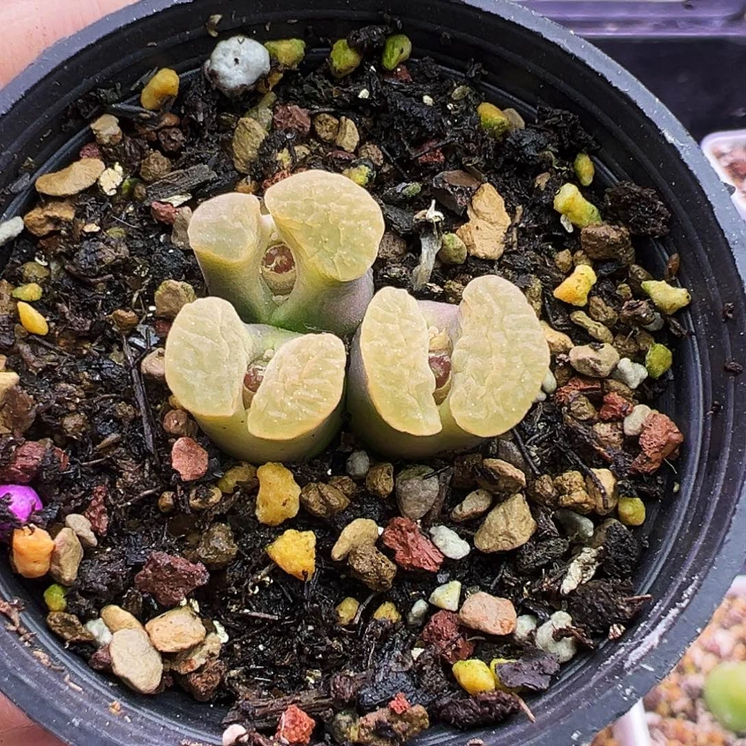 53号磁铁福利特……..