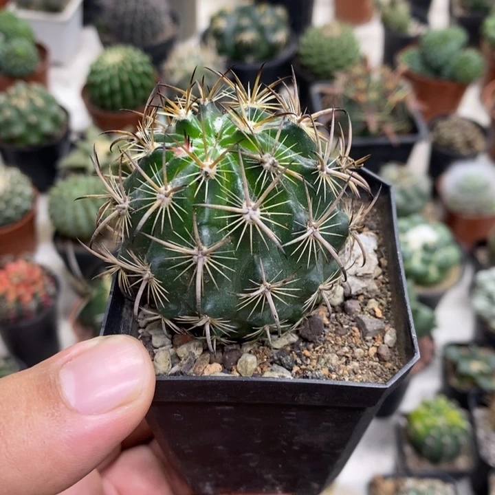 实生虎爪玉特价福利