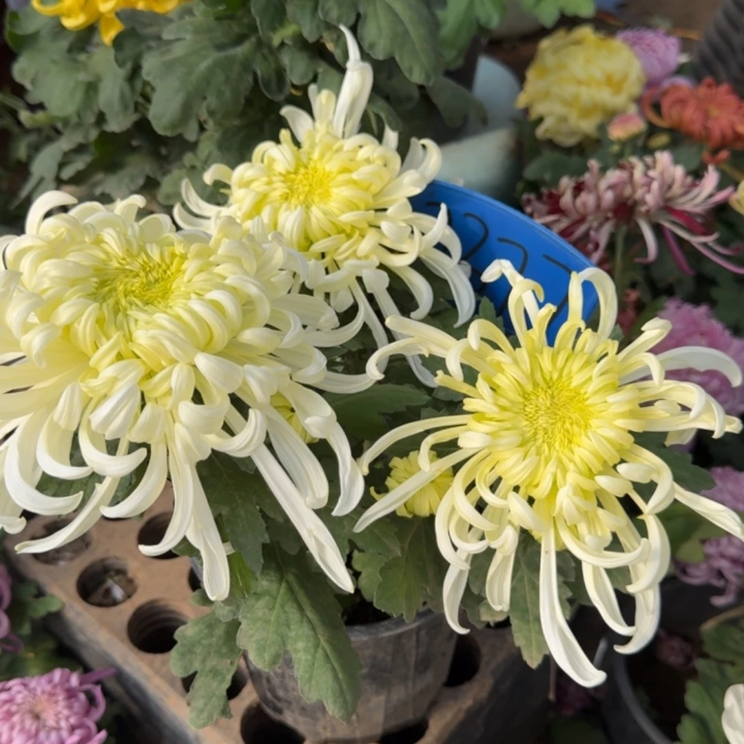 *****完全开放白绿菊花