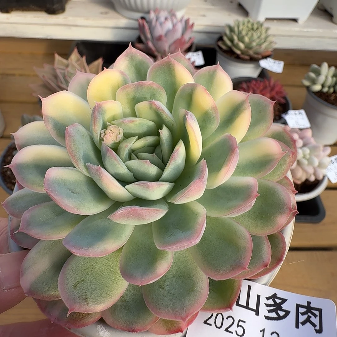 草莓冰锦111212-89