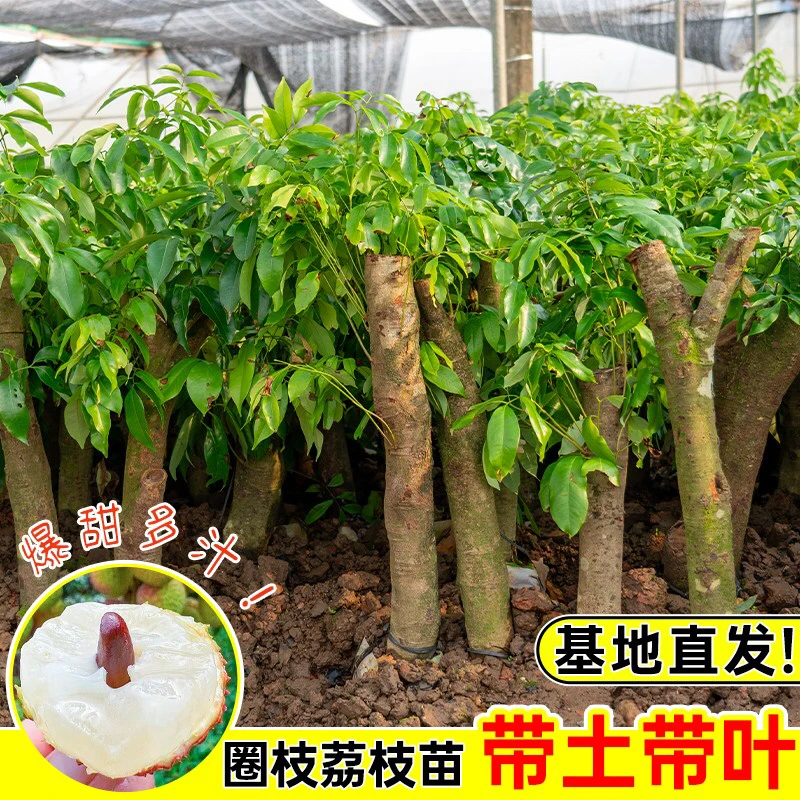 荔枝树大苗高压圈枝无核桂味妃子笑荔枝果树苗