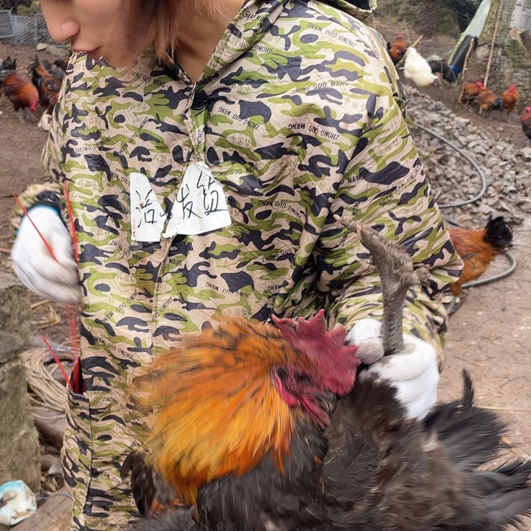 365天包装47号宰杀发货