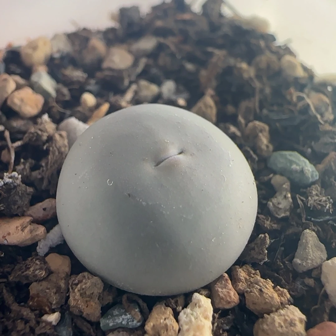 1915/1545v嘴/三年