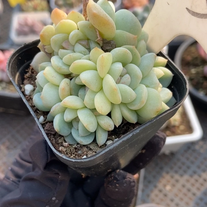 913厚梦多肉植物保护