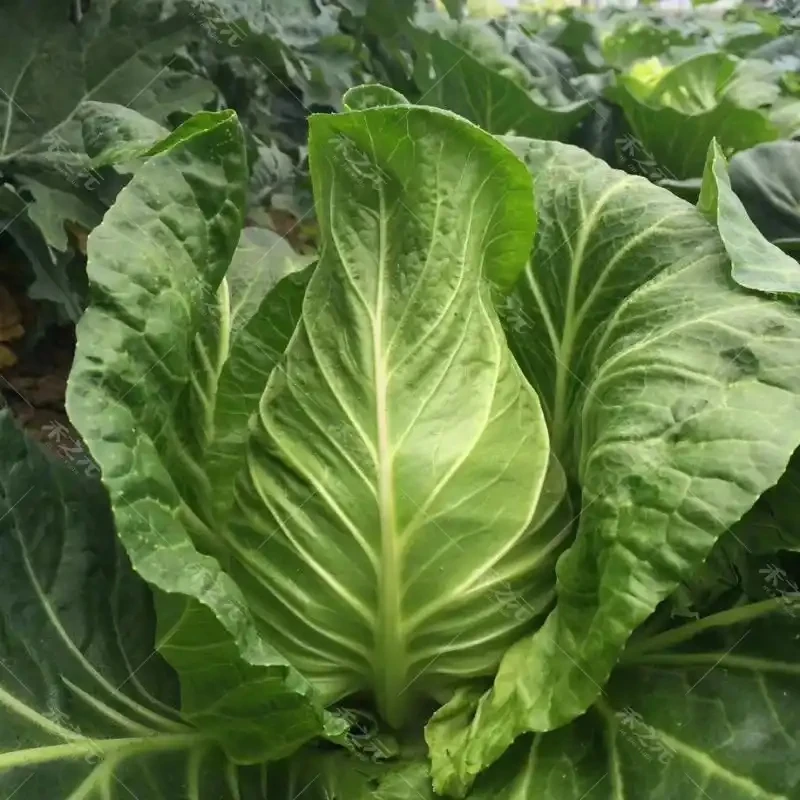 新鲜牛心包菜高山现摘蔬菜甘蓝包包白包菜