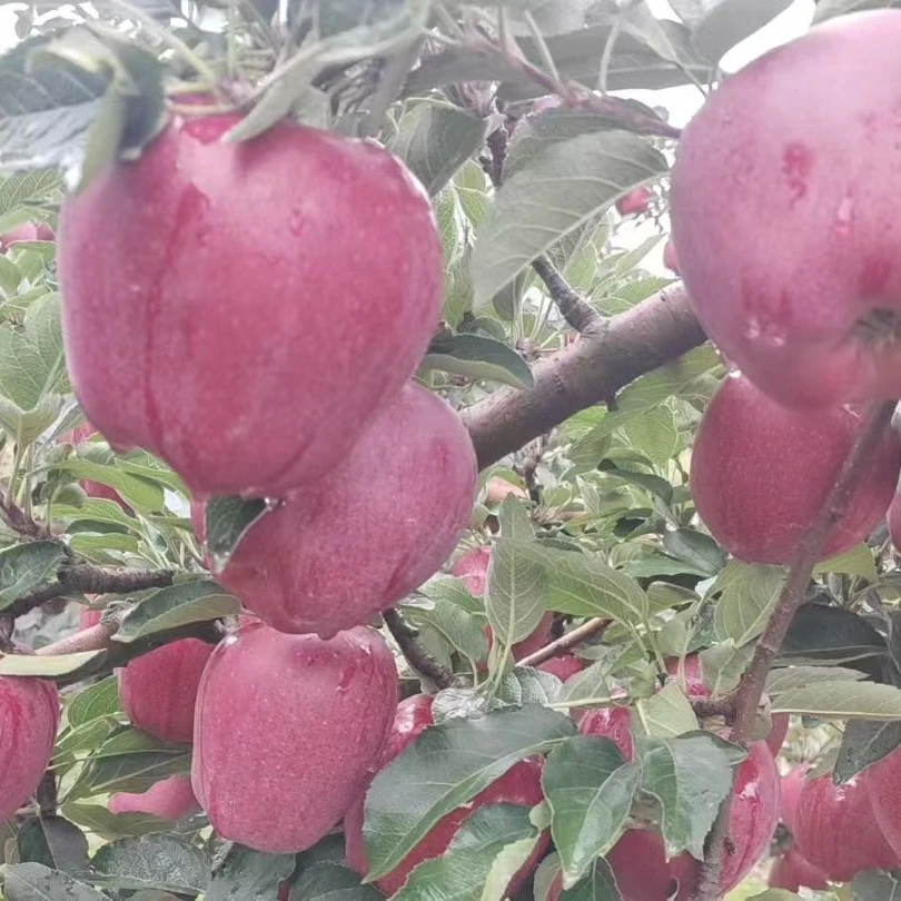天水花牛苹果自家果园包邮直发中果18枚一箱