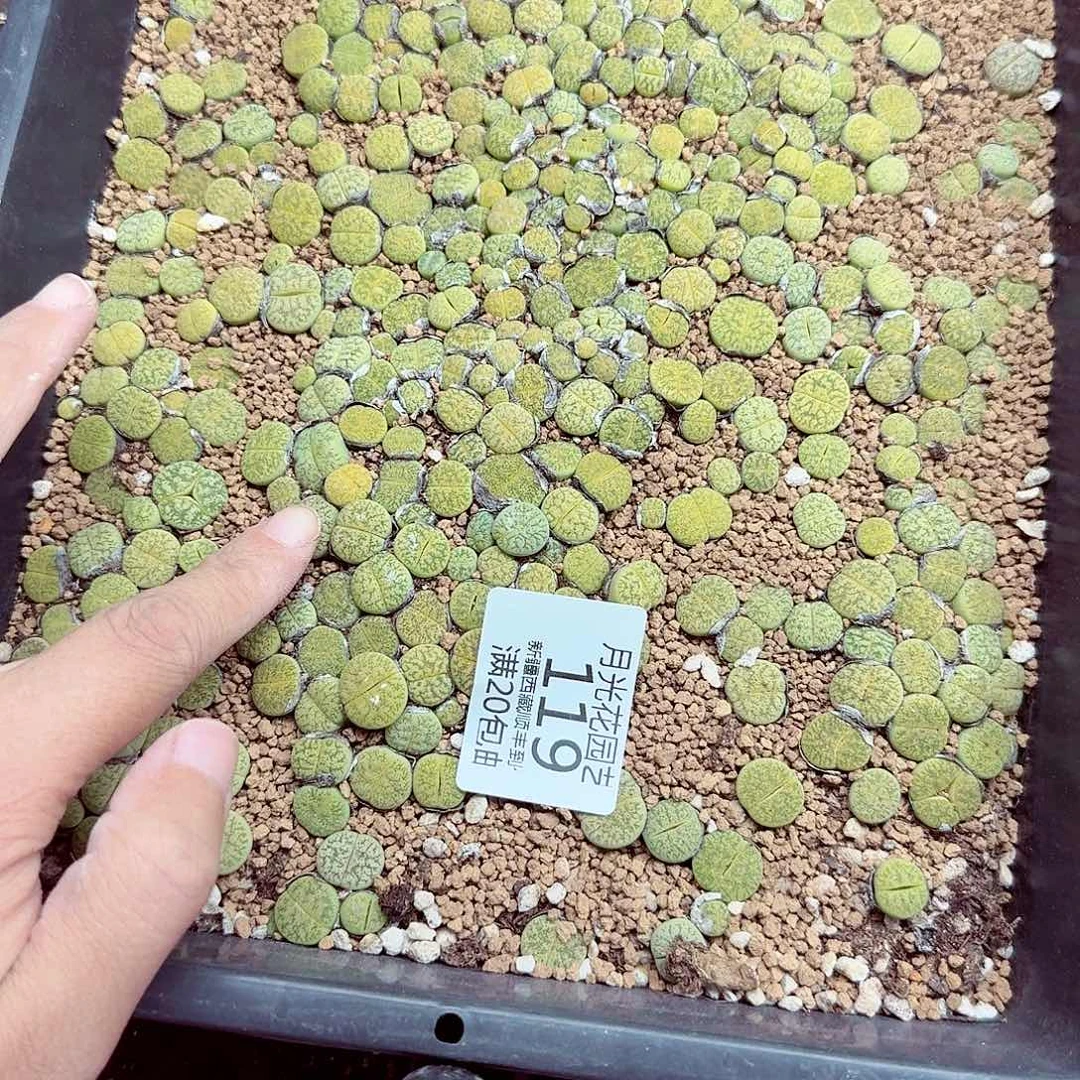 你就不要在和她们在外面乱119