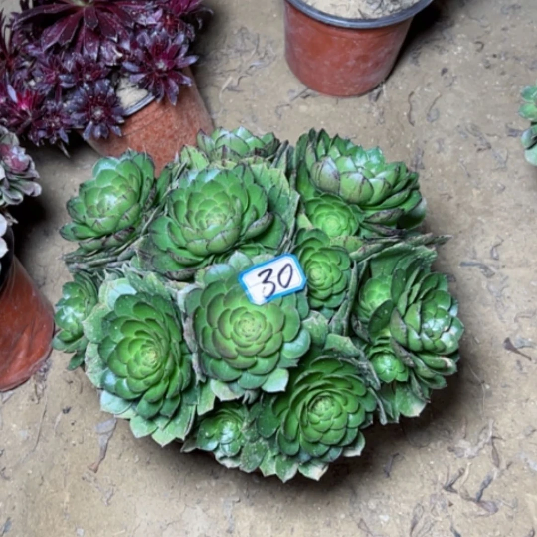 【闪购商品】多肉植物万拉丝30