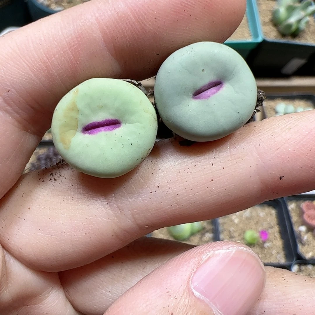 【闪购商品】113 红嘴