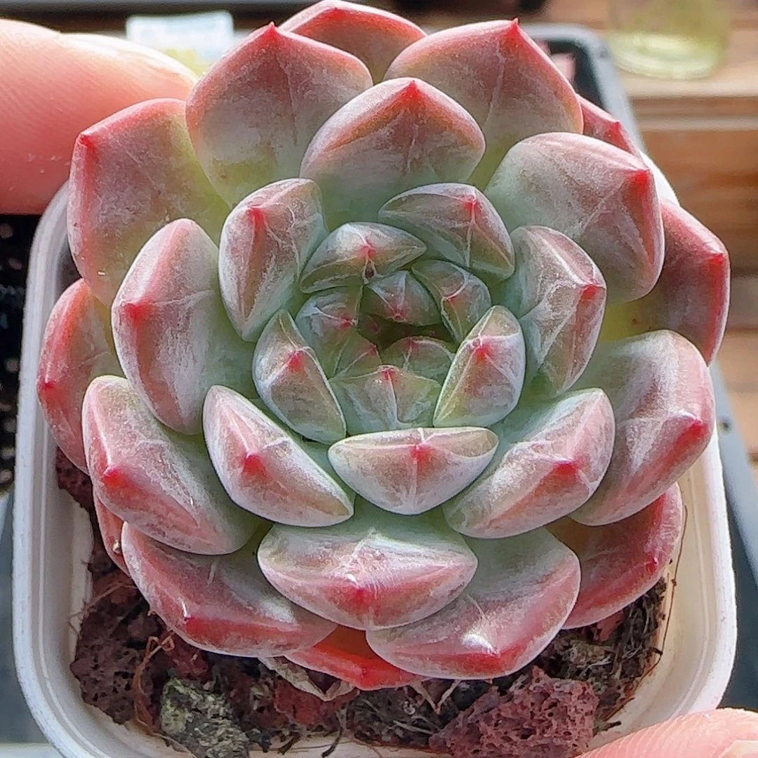 多肉0920--67暗纹系