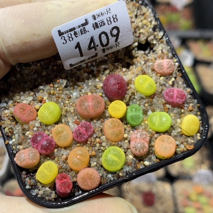 Zzz精品生石花1409