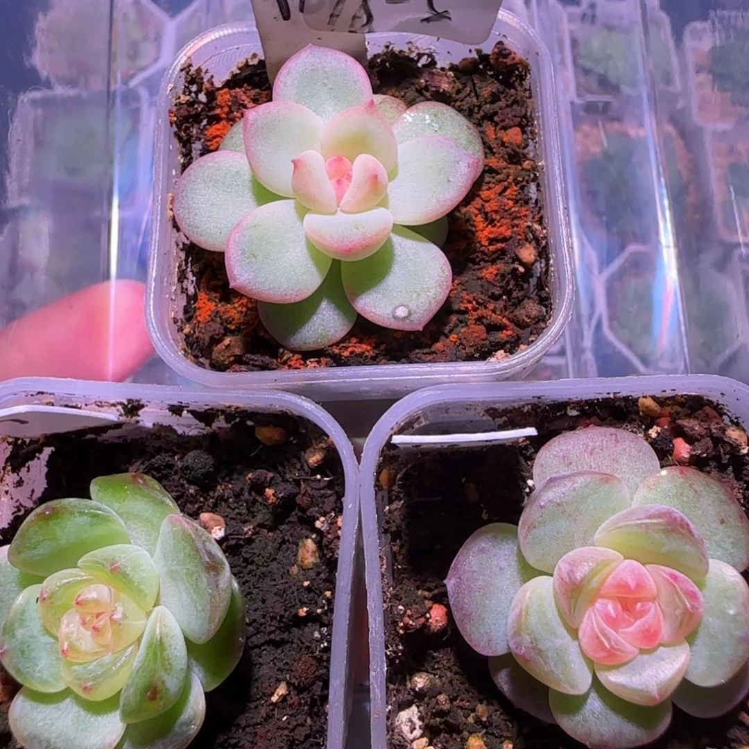 福利组合16-5三颗