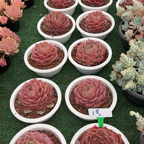 1号山茶一个脱土多肉