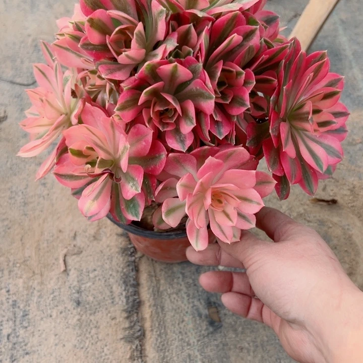 510女巫多肉多肉