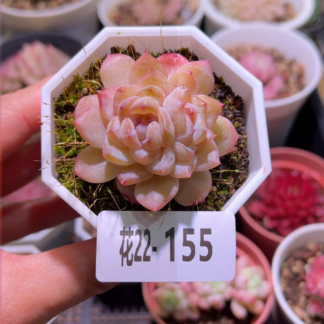 花利美22-155秋池