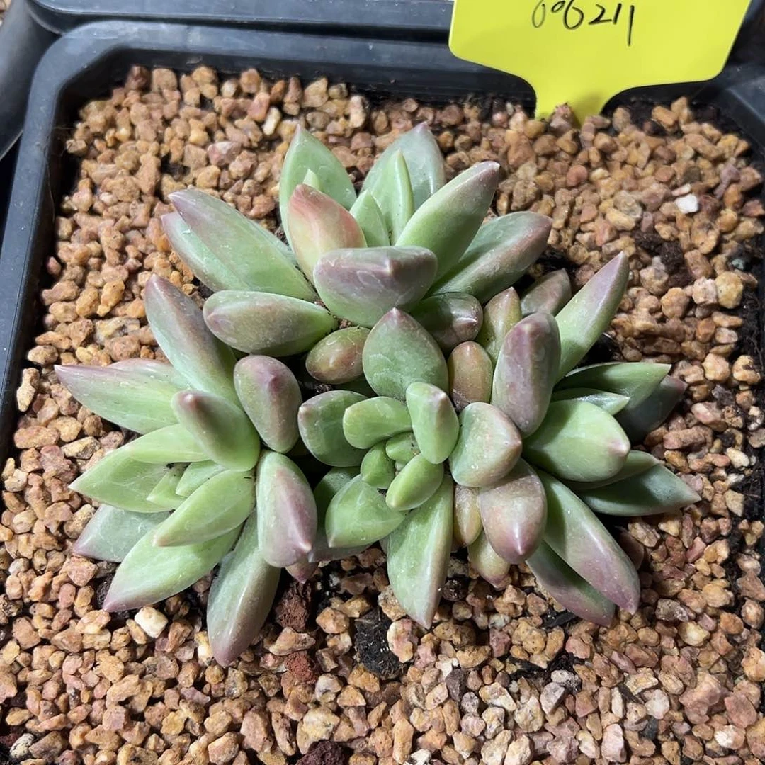 606211 迷雾泡泡4头群 必须冷链发货