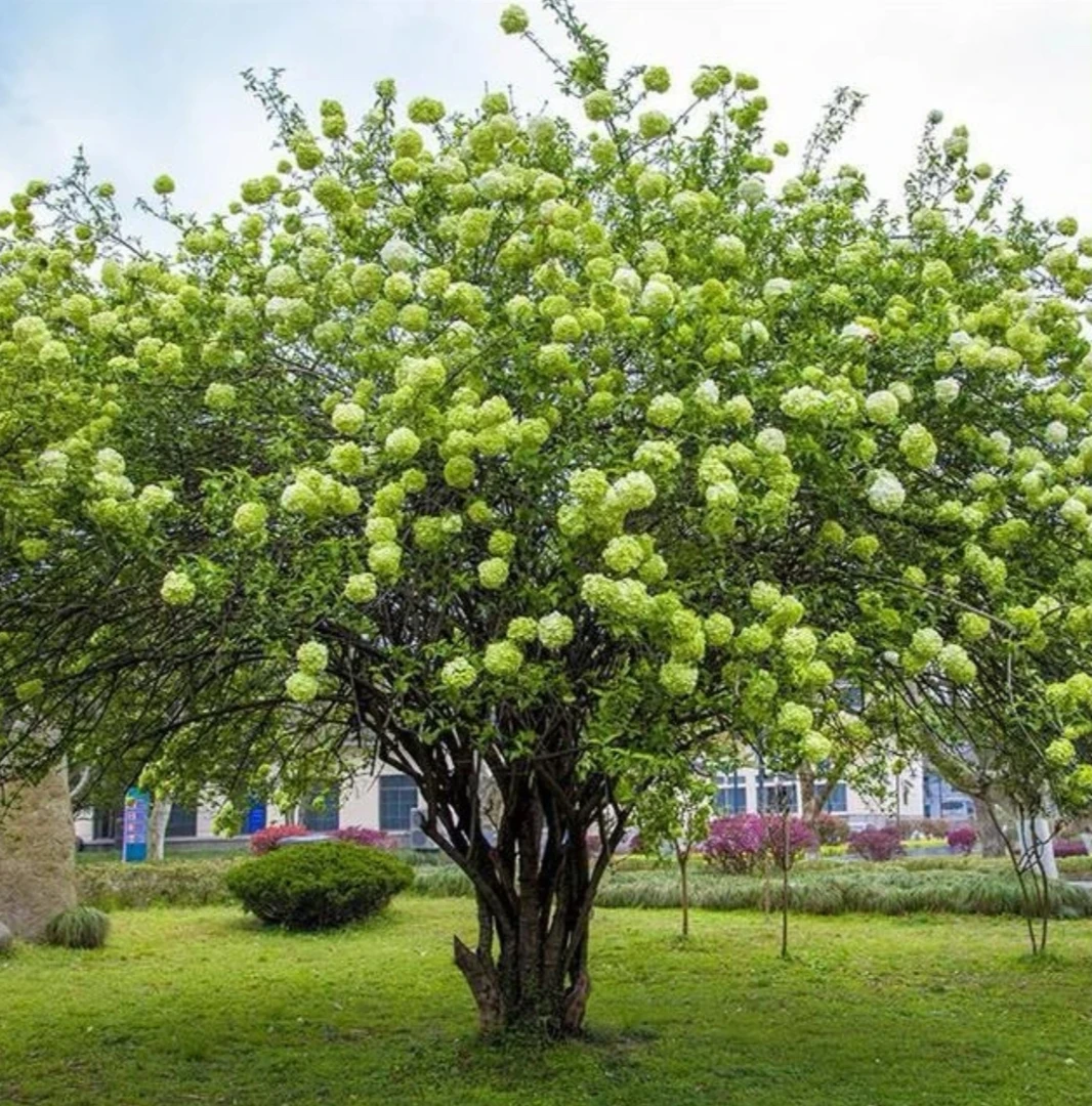 中华木本绣球大花斗球原生扦插苗耐寒耐热南北方可栽种
