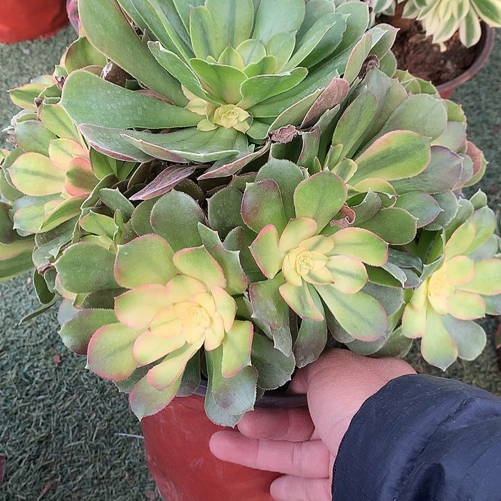 750雅典娜多肉植物