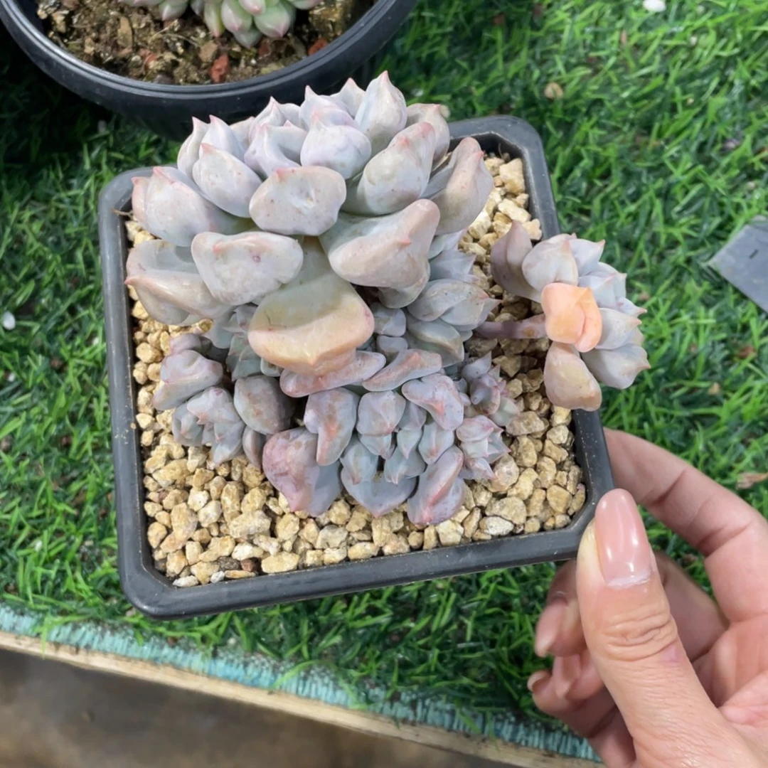 超奶冠幅12 公分一物一拍