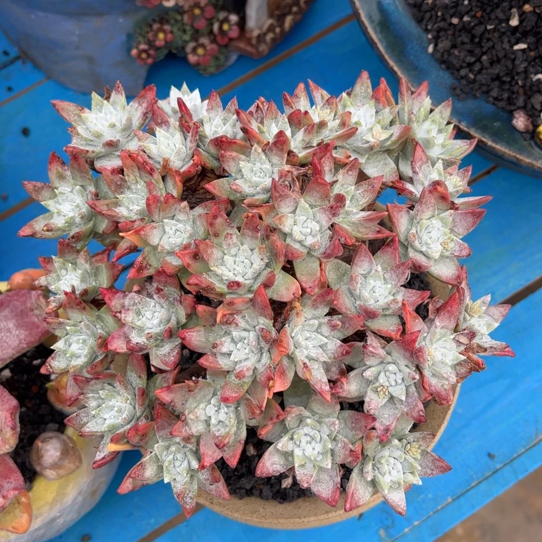 白雪，仙女杯多肉。