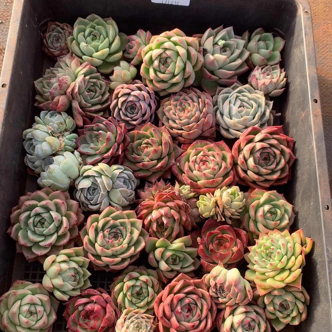 【闪购商品】云94号