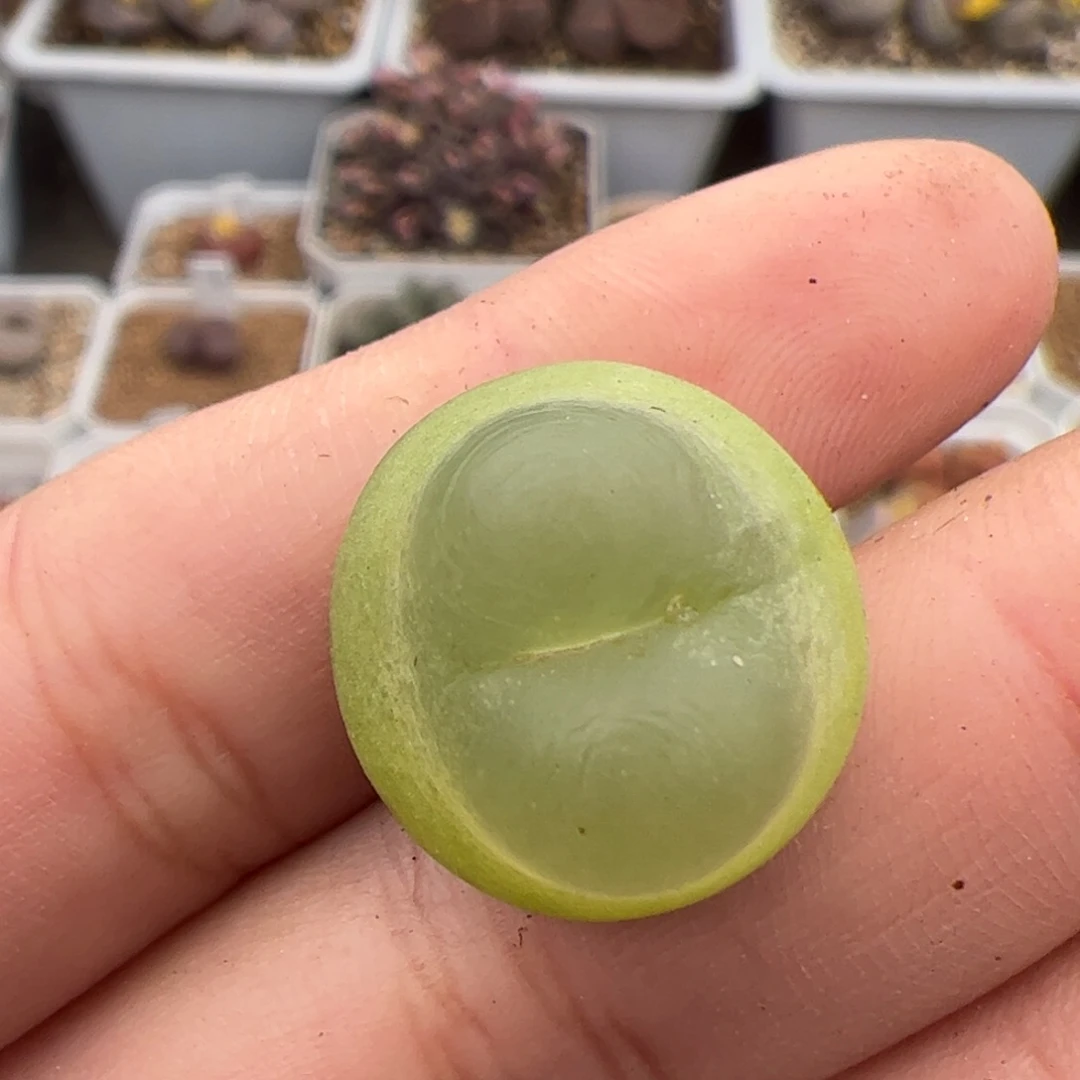 063号拉登 多肉植物.18