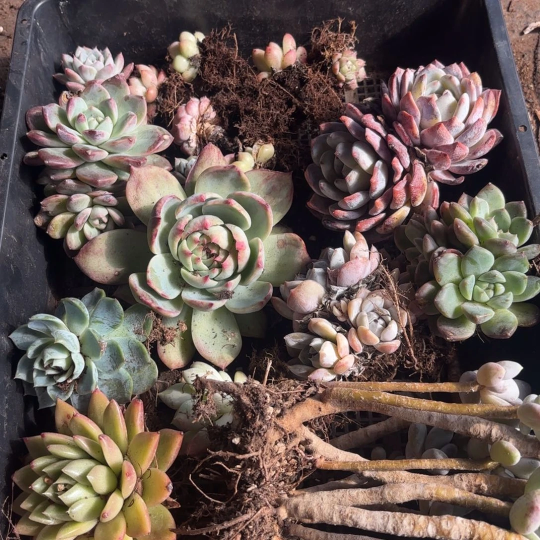 多肉植物空拍162号