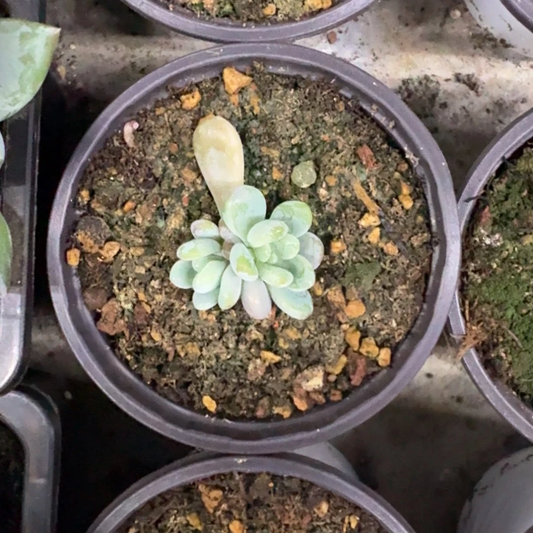 海妮亚 叶插 一物一拍