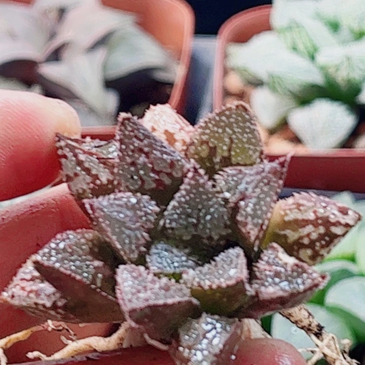 十二卷 实生1颗福利