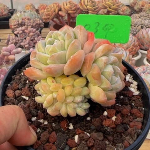 组合套餐编号39号