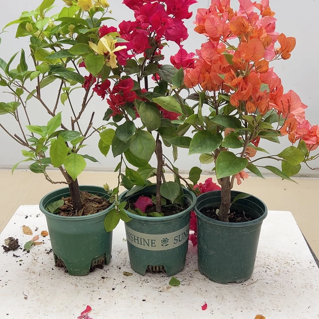 大部分花苞少量开放苏瓦娜，加州红，波妹组合