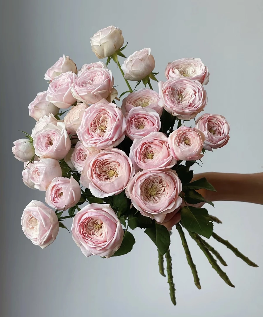 【稀有玫瑰】酷皮-多头玫瑰（微开花型，介意慎拍）