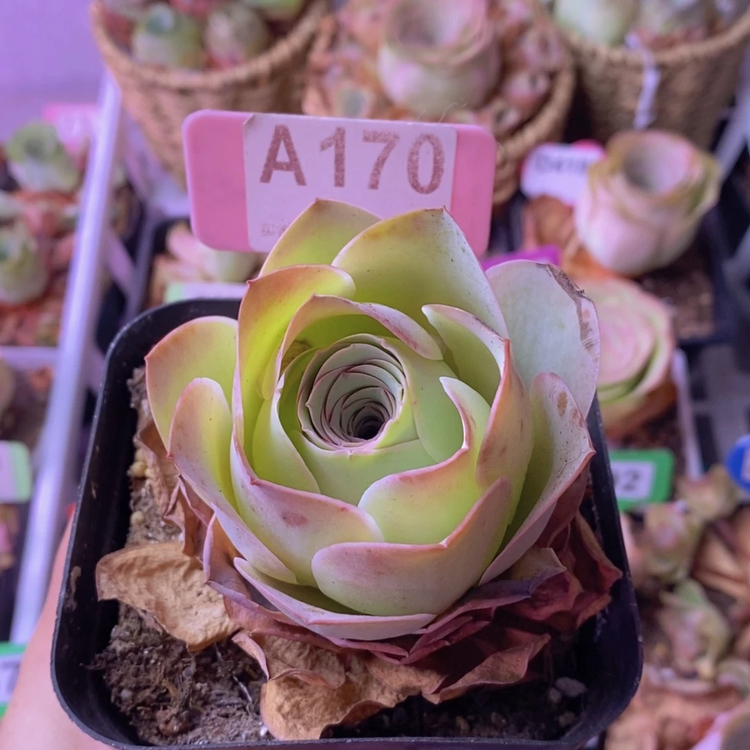 山地玫瑰一物一拍A170