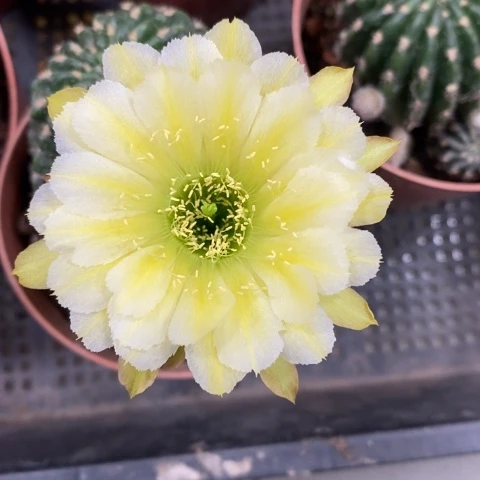 黄白绿心开花漂亮好看