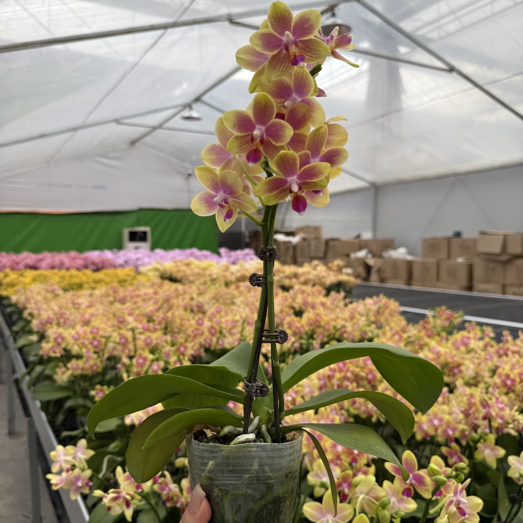 成功优选【金树】蝴蝶兰精致花卉盆栽四季植物单花剑