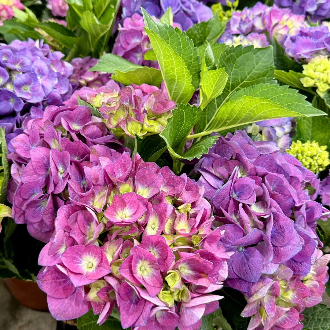 【含羞叶】绣球花阳台庭院盆栽地栽带花苞发货