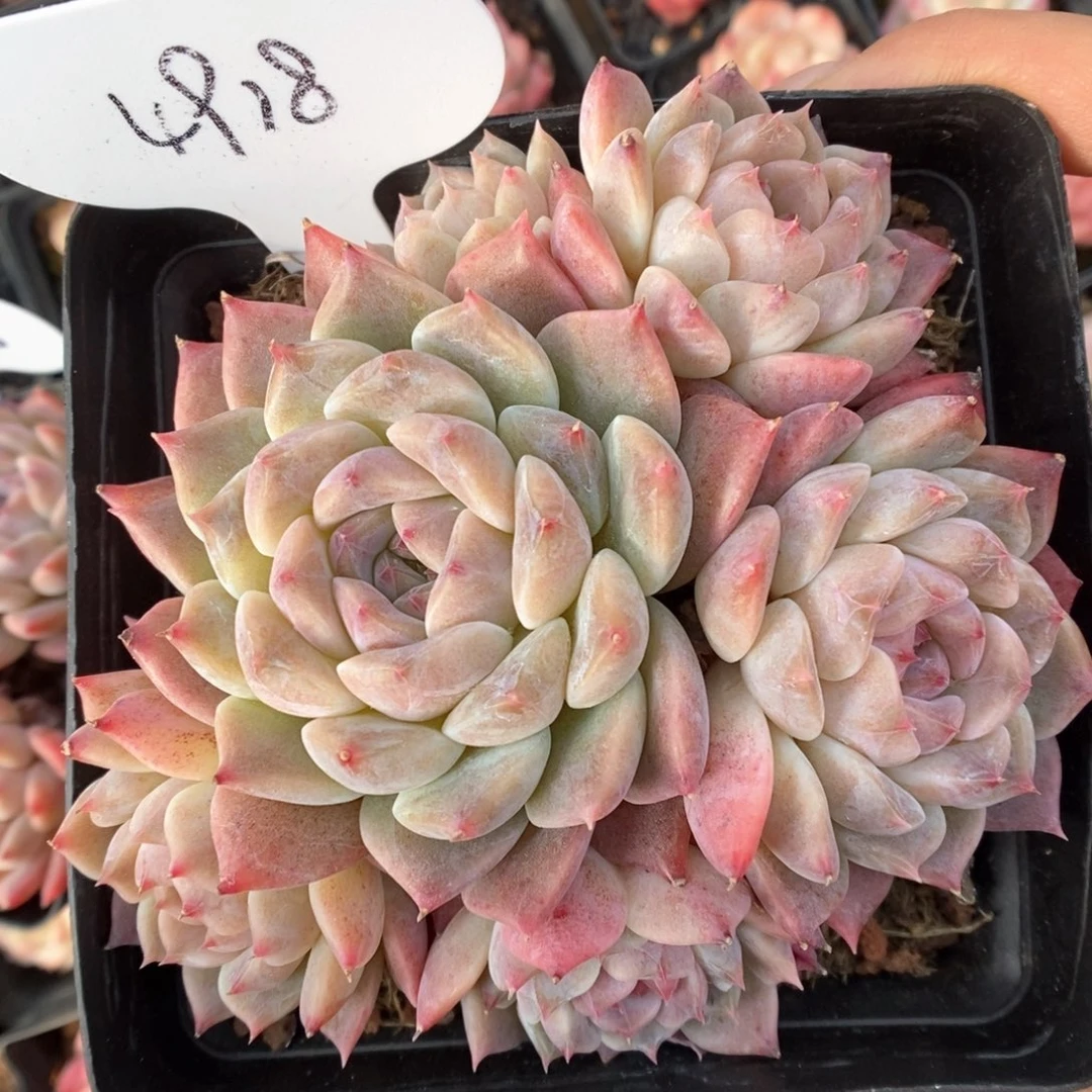 糖心冰魄群生4918号