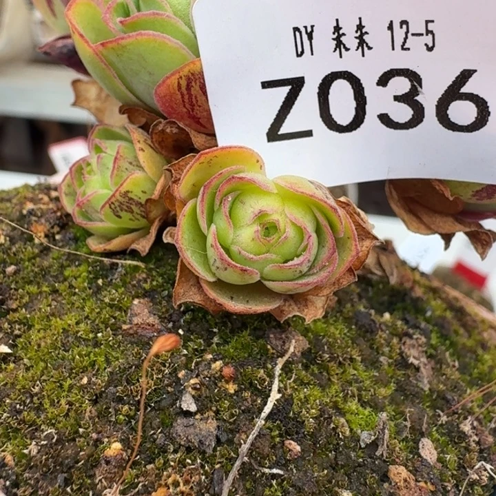 朱036。 渊龙侧芽。