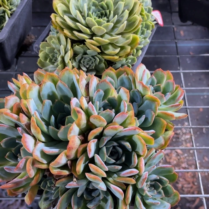 浅***然多头昂斯诺青涩时光